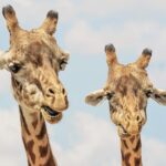 25 Amazing Facts You Didn’t Know About Animals